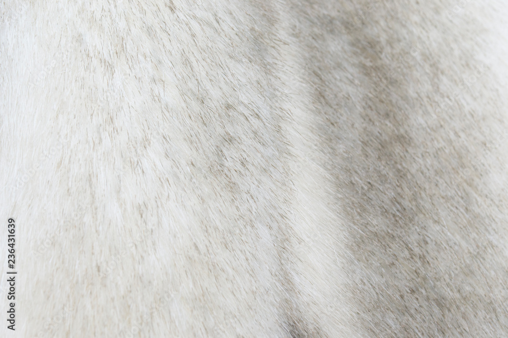 Background. Black polar fox, gray, white fur. Close up of a folosa. Animal hair. Fur coat. Natural. Mink coat. Background. Black polar fox, gray, white fur. Close up of a folosa. Animal hair. Fur coat. Natural. Mink coat.