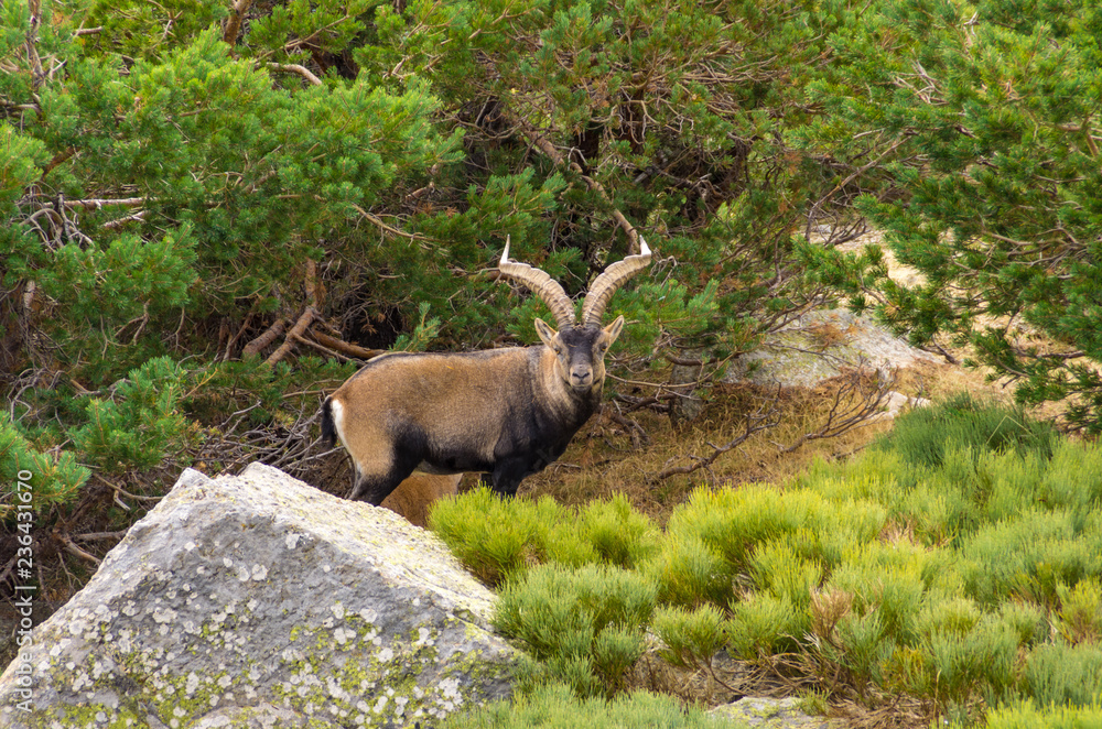Male ibex among the rocks and bushes in the mountain Male ibex among the rocks and bushes in the mountain