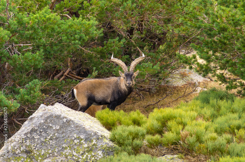 Male ibex among the rocks and bushes in the mountain