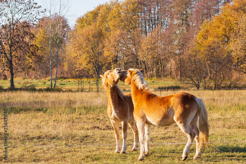 Fototapeta Naklejka Na Ścianę i Meble -  Zwei Pferde rangeln miteinander