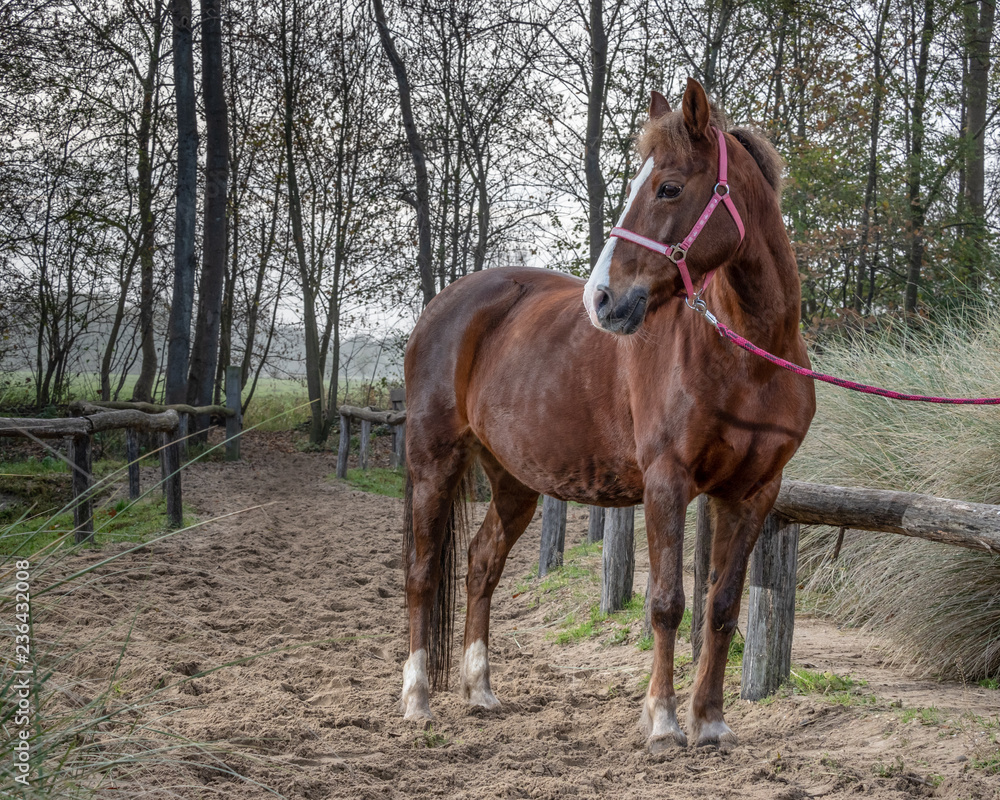 Fototapeta premium Beautiful portrait of a horse standing outside.