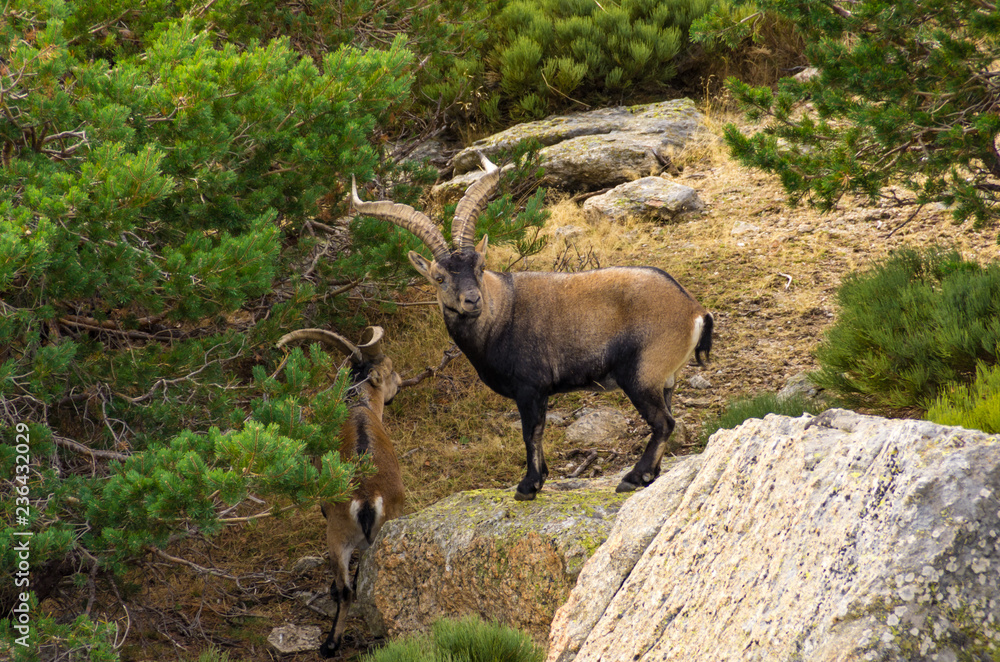 Two male ibex among the rocks and bushes in the mountain