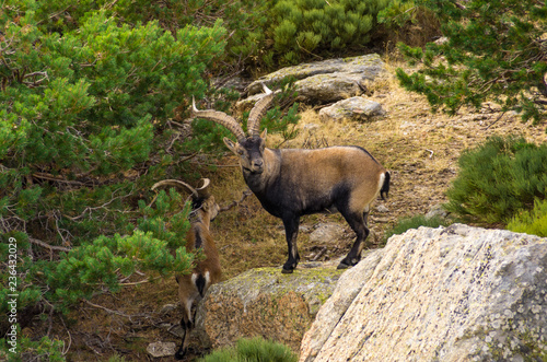 Two male ibex among the rocks and bushes in the mountain