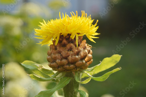 Canvas-taulu Safflower yellow background blurred. Yellow thistle.