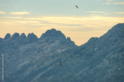 Three vultures flying above the mountains