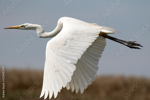 Photos great white egret in flight