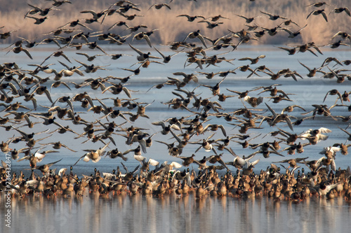 flock of birds on the lake