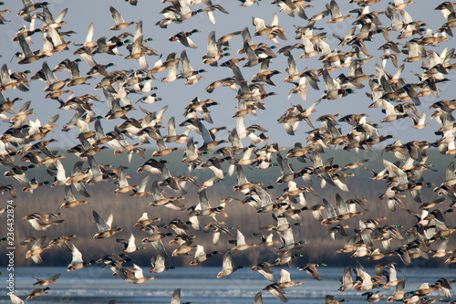 flock of mallards on the beach