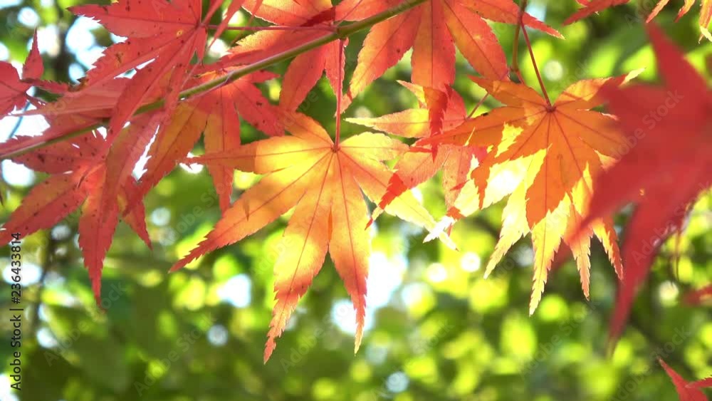 風に揺れる楓 / Japanese maple leaves, autumn leaves waving in the wind, 4K 風に揺れる楓 / Japanese maple leaves, autumn leaves waving in the wind, 4K