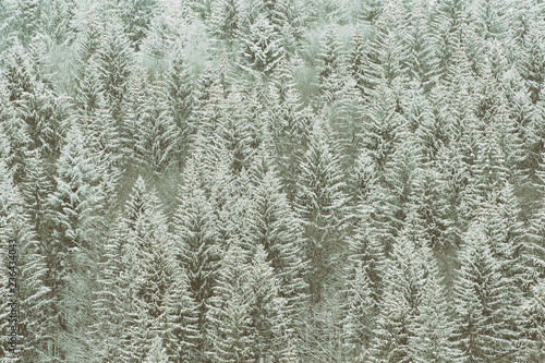 Snow-covered firs. Thick coniferous forest. Winter landscape