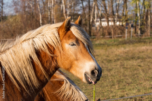 Fototapeta Naklejka Na Ścianę i Meble -  einn Pferd kaut einen Grashalm