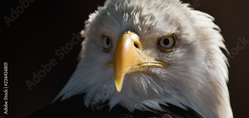 Portrait white-tailed eagle bald eagle, national american prey bird on the black wallpaper