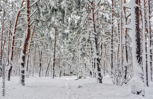 Walk in the winter forest. Snow. Frost. snow covered trees.