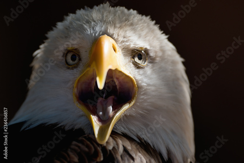 Photo American eagle with open beak, portrait white-tailed eagle