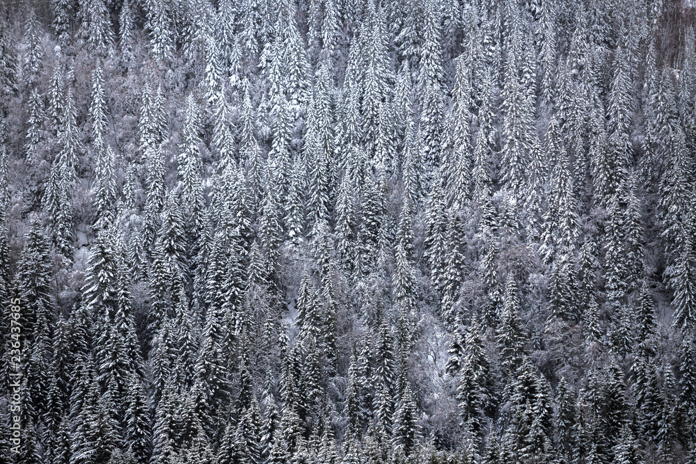 Snow cover on mountain forest. White woodland. Snow cover on mountain forest. White woodland.