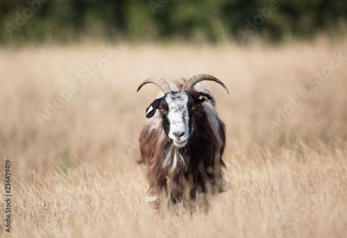goat on a meadow