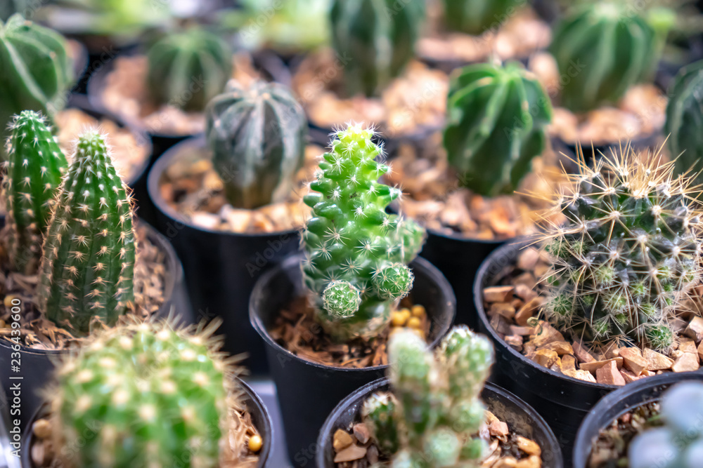 close up detail picture of cactus