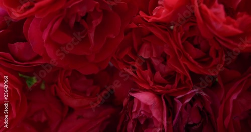 Real red roses natural