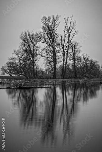 A group of leafless trees at the edge of a flooded meadow