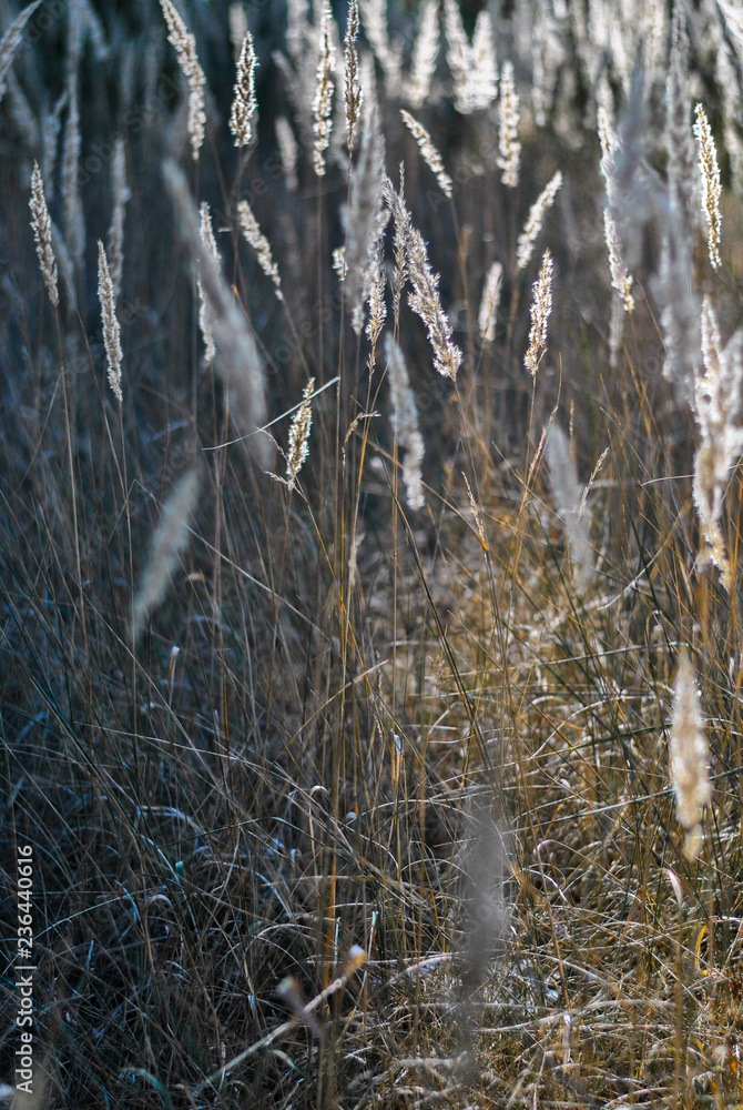 Blades of grass at sunset