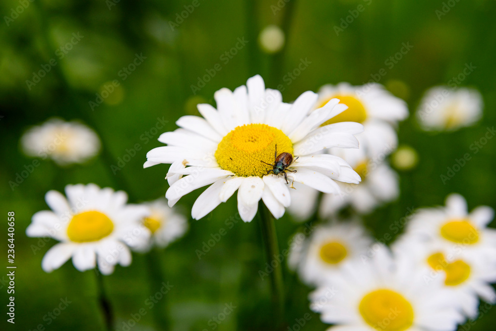 white daisies grow on green grass on a beetle flower white daisies grow on green grass on a beetle flower