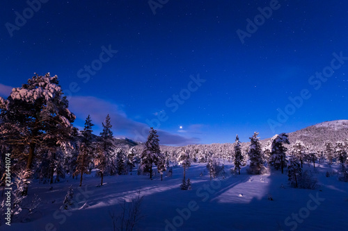 Night in the snowy forest. Norwegian wintertime. photo