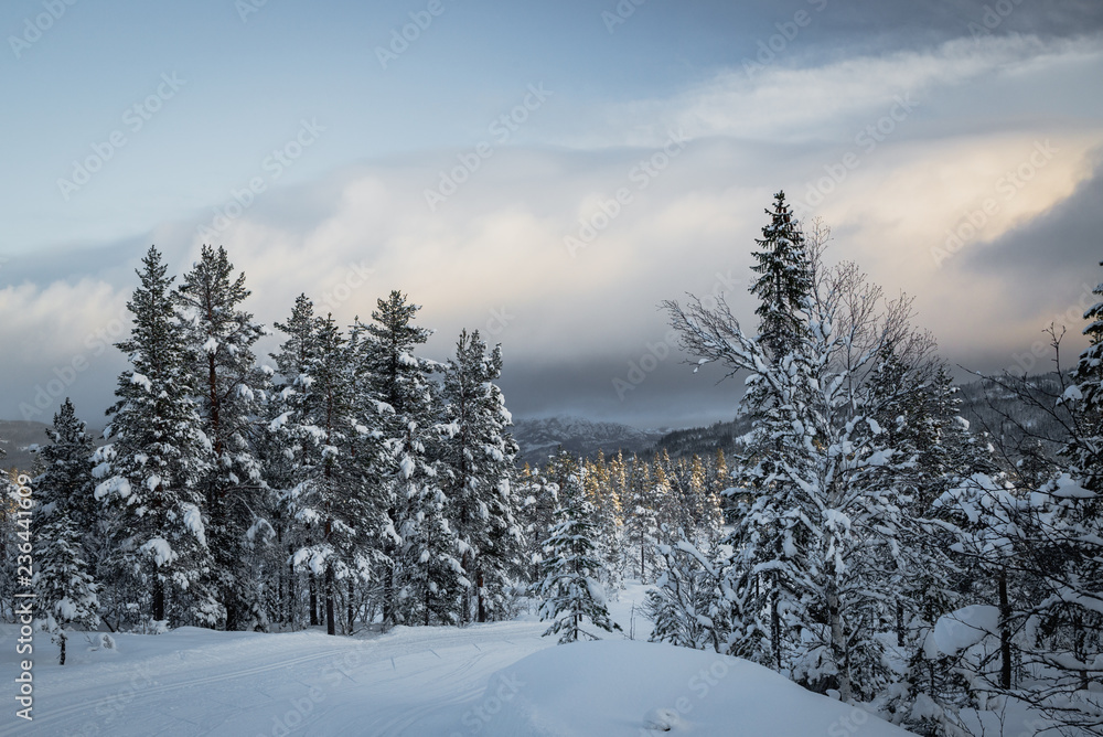 Fototapeta premium Deep fresh snow in norwegian forest. Boreal landscapes in winter scenery.