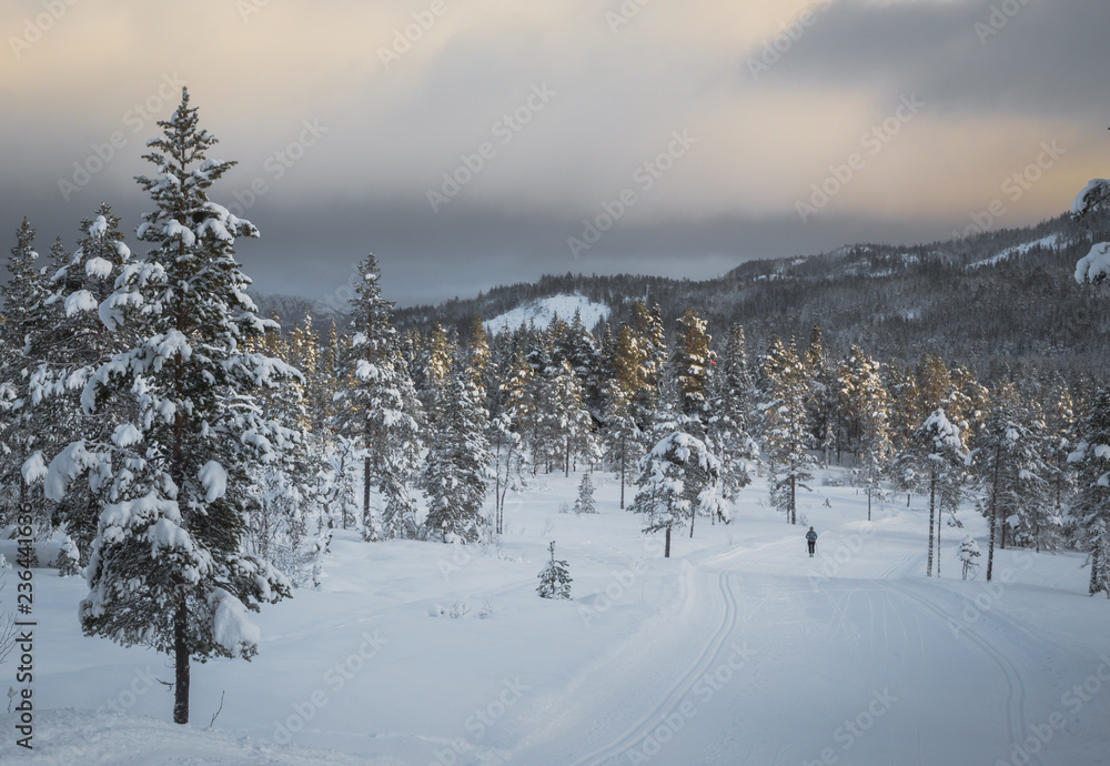 Deep fresh snow in norwegian forest. Boreal landscapes in winter scenery.