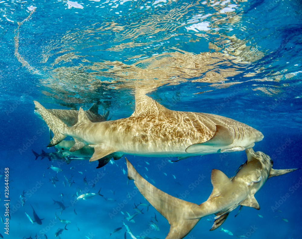 Obraz premium Rekin cytrynowy na Bahamach