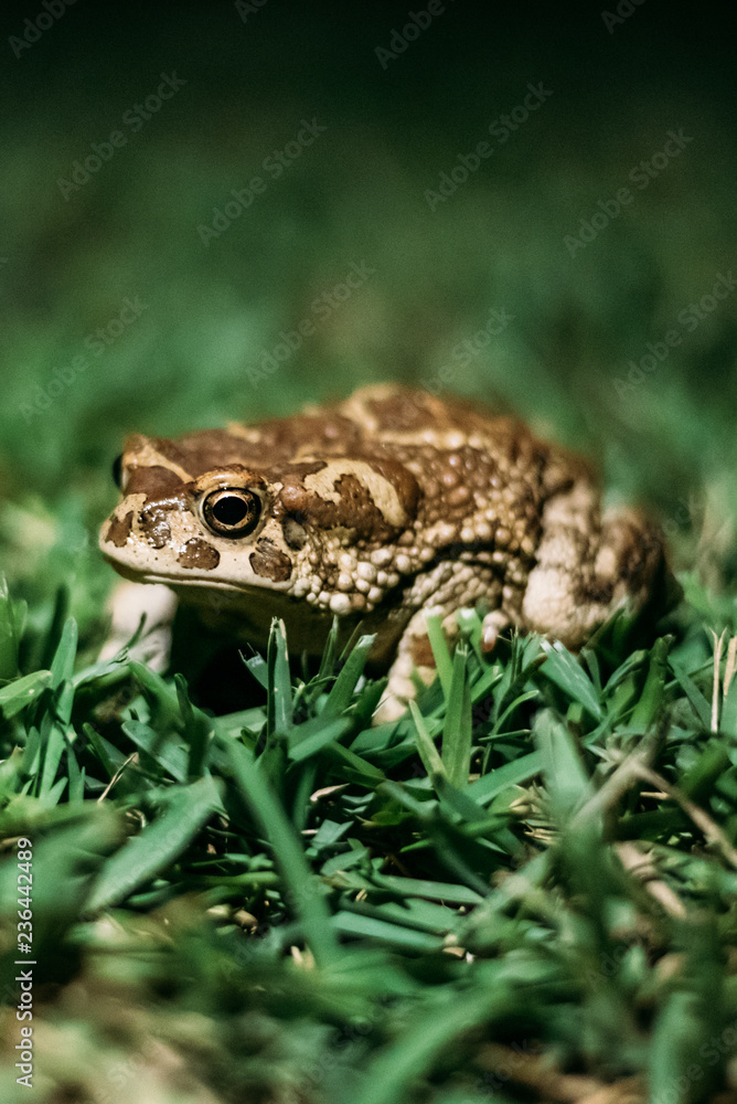 Small frog on the grass by night Small frog on the grass by night