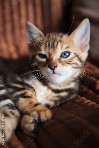 Cute bengal kitten at home © Juhku