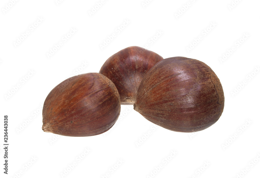 chestnut isolated on white background chestnut isolated on white background
