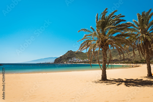 palm trees Playa las Teresitas Beach, Tenerife