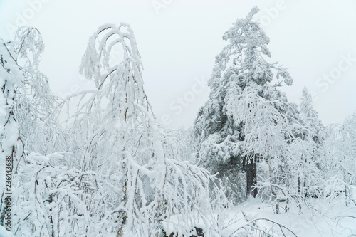 Beautiful white winter forest landscape with trees covered with snow, fairy tale