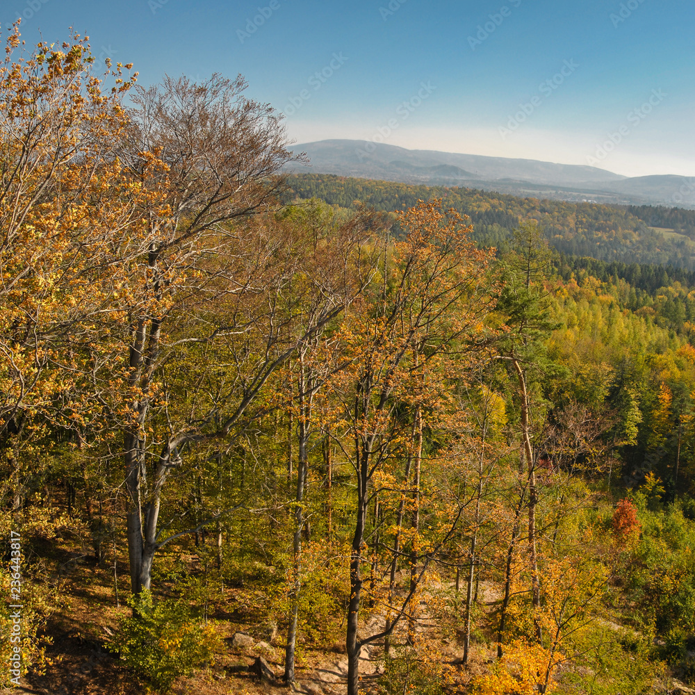 Autumn Beech forest with mountain range in the background