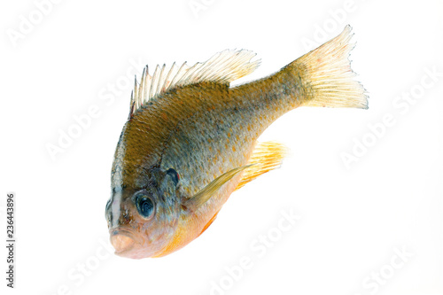 A large Bluegill sunfish (Lepomis macrochirus), close-up