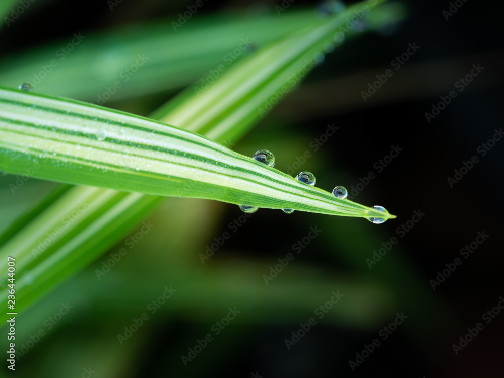 Rain Drops on The Striped Bamboo Leaves