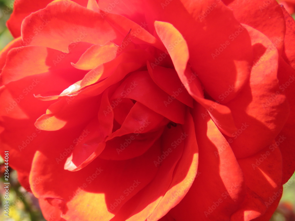 Colours of Summer Colours of Summer