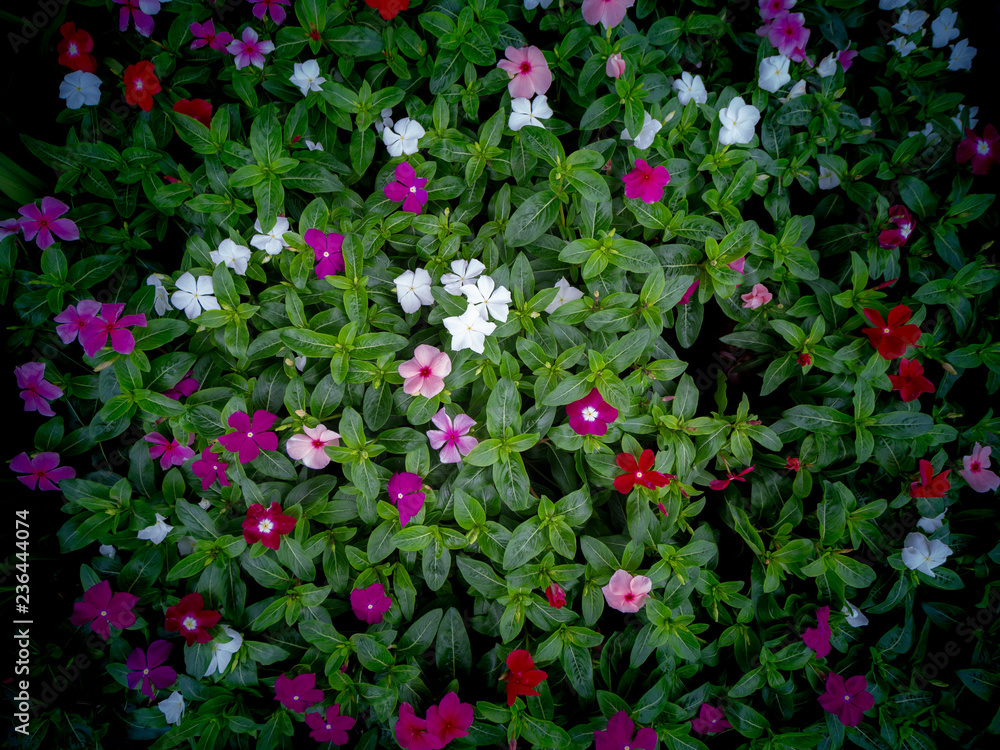 Vinca Flowers Blooming on The Ground