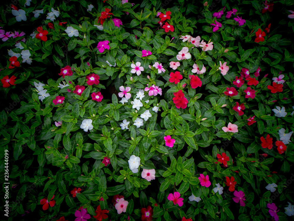 Vinca Flowers Blooming on The Ground