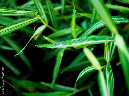 Rain Drops on The Striped Bamboo Leaves