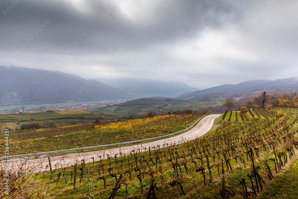 Road between vineyards, Wachau, Austria.
