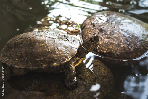 Tortoise on a rock in a pond photo