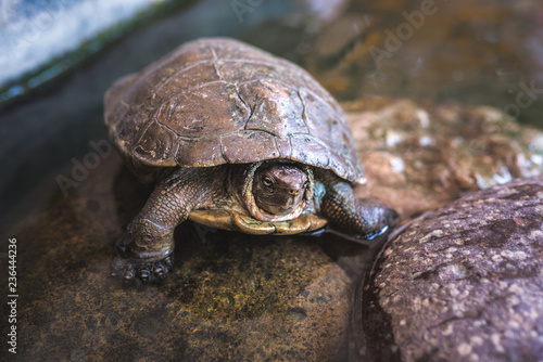 Tortoise on a rock in a pond photo