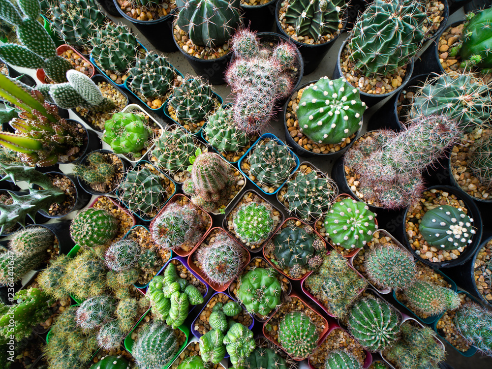 Cactus in Pots in a Row along The Oblique Cactus in Pots in a Row along The Oblique