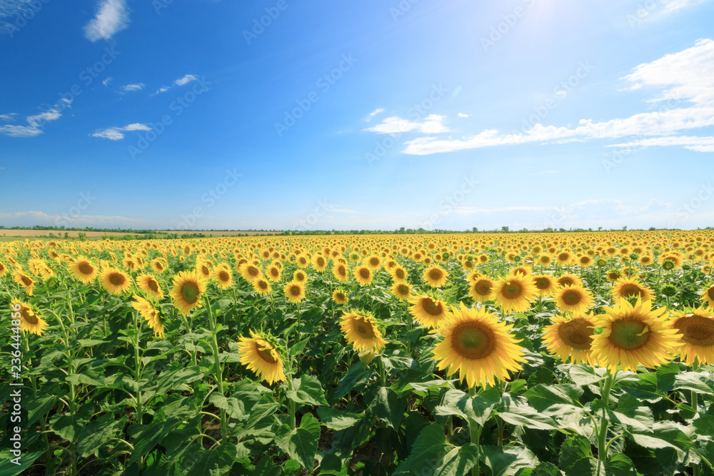 Obraz premium sunflower field summer landscape / bright summer day sunflowers absorb sunlight