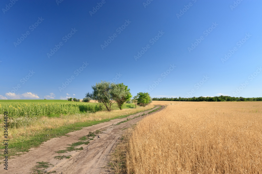 path among the fields / summer landscape looking for a plot in rural surroundings