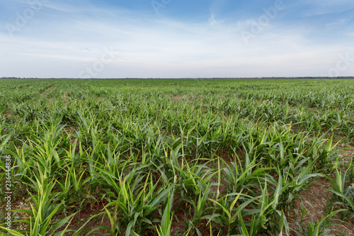 millet shoots early summer Ukraine / agricultural field of Ukraine millet plant