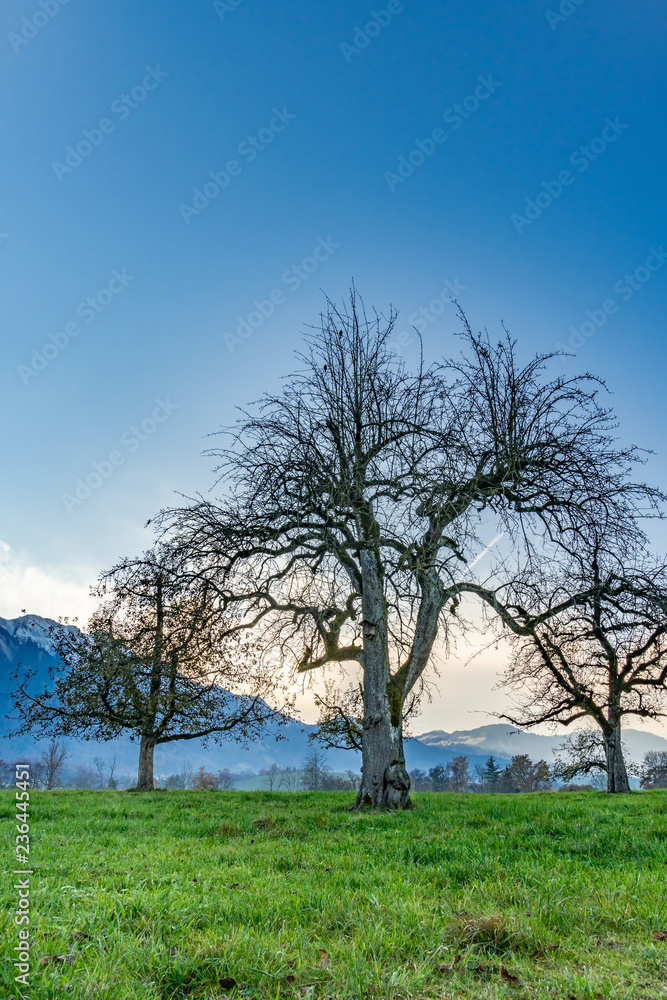 Obstbäume auf einer Wiese im Winter – Berner Oberland, Panorama Berner Alpen, Schweiz Obstbäume auf einer Wiese im Winter – Berner Oberland, Panorama Berner Alpen, Schweiz