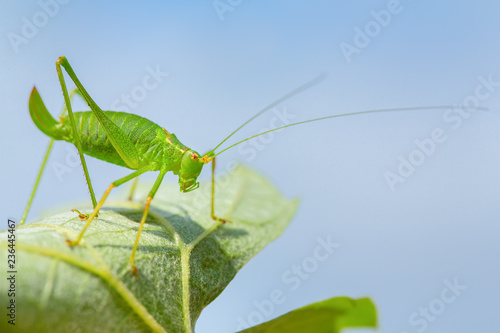Green grasshopper insect on leaf with sky